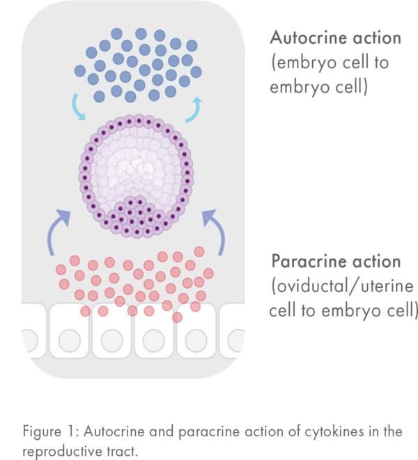 Модификация эмбрионального статуса цитокином GM-CSF