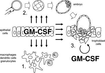 Модификация эмбрионального статуса цитокином GM-CSF
